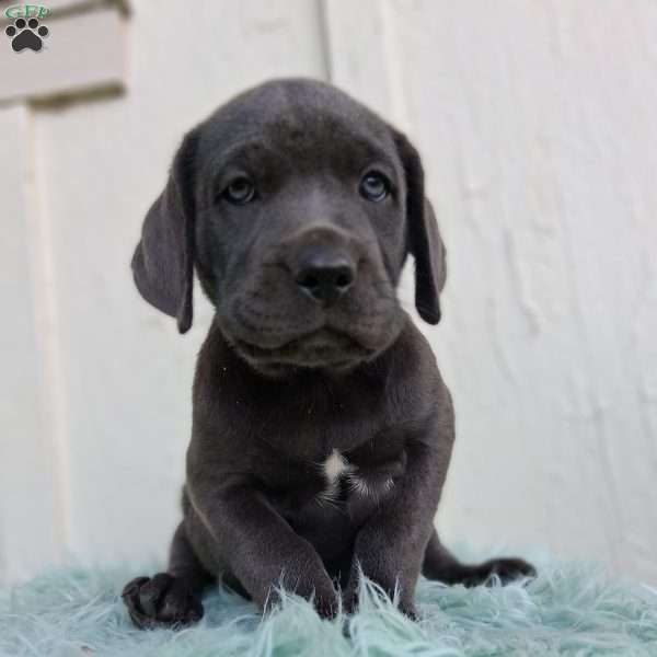 Diesel, Labrador Mix Puppy