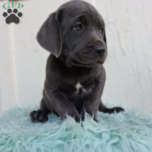 Diesel, Labrador Mix Puppy