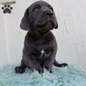 Diesel, Labrador Mix Puppy