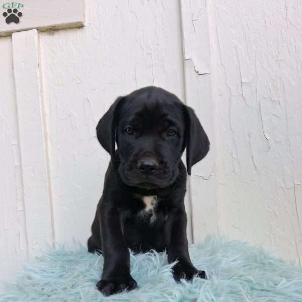 Sterling, Labrador Mix Puppy