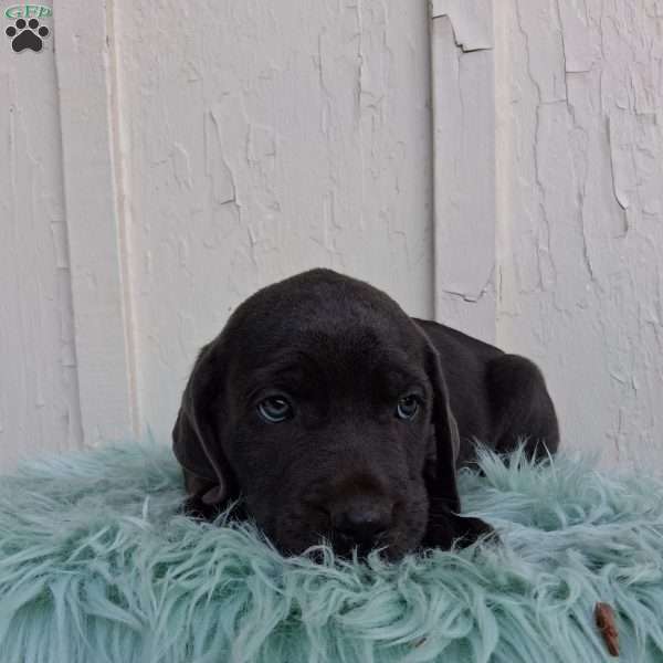 Shadow, Labrador Mix Puppy