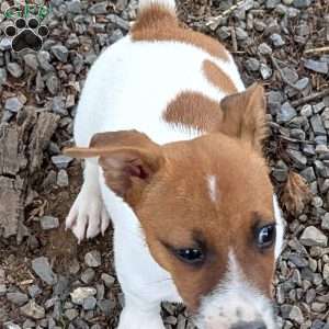 patches, Jack Russell Mix Puppy