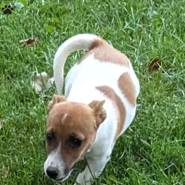 patches, Jack Russell Mix Puppy