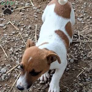 patches, Jack Russell Mix Puppy
