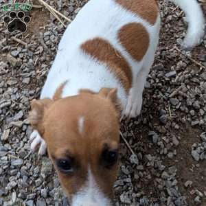patches, Jack Russell Mix Puppy