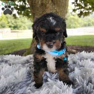 Tate, Bernedoodle Puppy