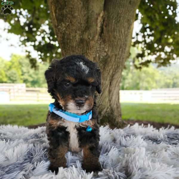 Tate, Bernedoodle Puppy