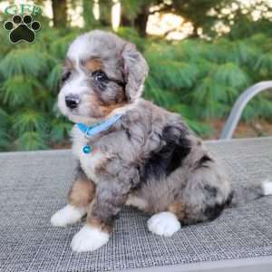 Beau, Bernedoodle Puppy