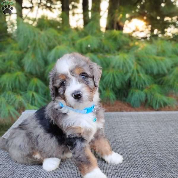Beau, Bernedoodle Puppy