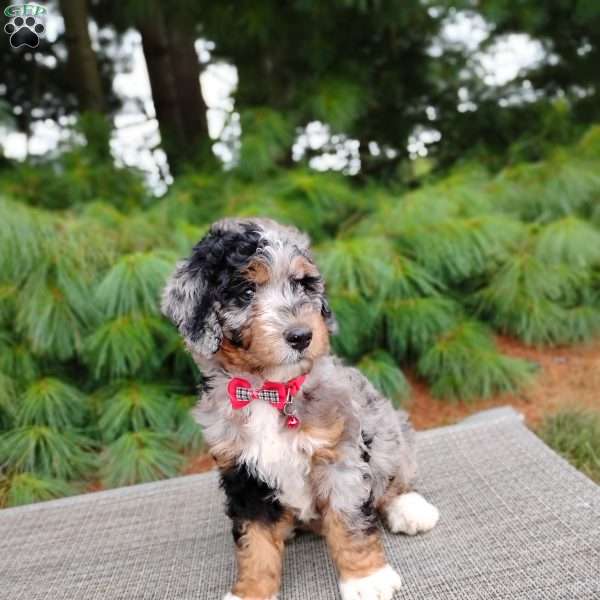 Beau, Bernedoodle Puppy