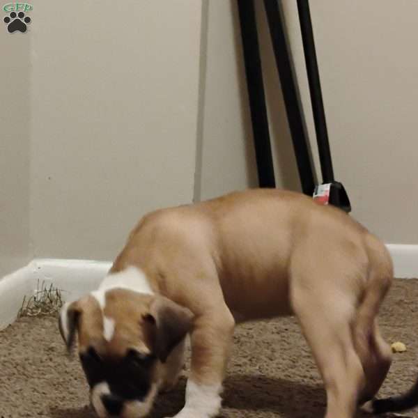 Peebles, American Bulldog Puppy