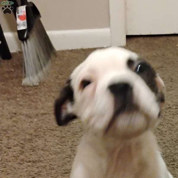 Boulder, American Bulldog Puppy
