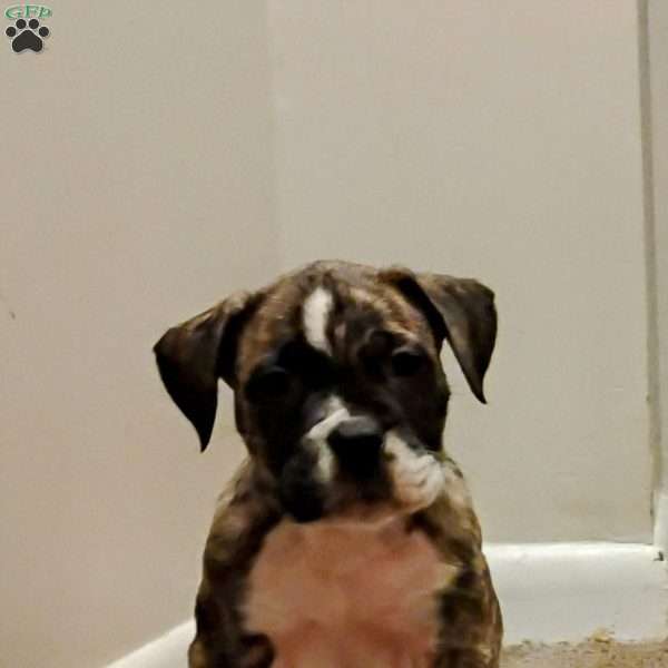 Rocky, American Bulldog Puppy