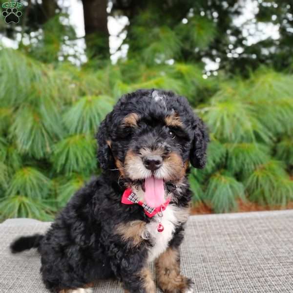 Tate, Bernedoodle Puppy