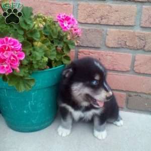 Clifford, Pomsky Puppy