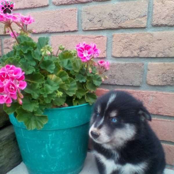 Clifford, Pomsky Puppy