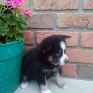 Carl, Pomsky Puppy