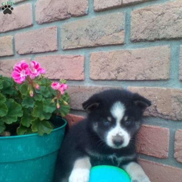 Carl, Pomsky Puppy