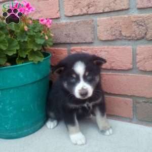 Carl, Pomsky Puppy