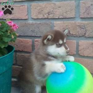 Callie, Pomsky Puppy