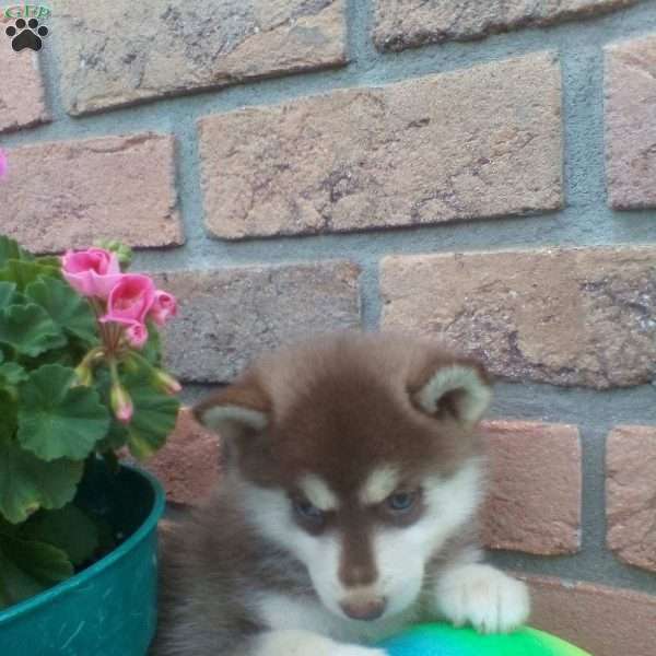 Callie, Pomsky Puppy