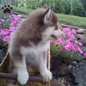 Callie, Pomsky Puppy