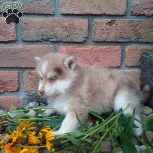 Conner, Pomsky Puppy