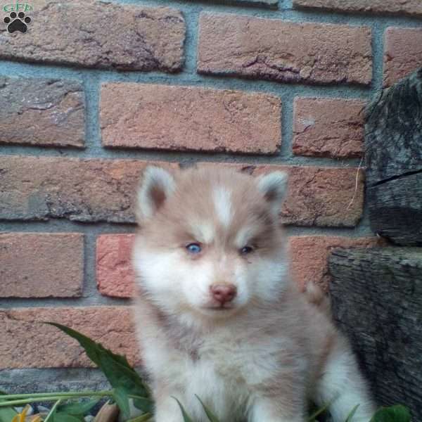 Conner, Pomsky Puppy