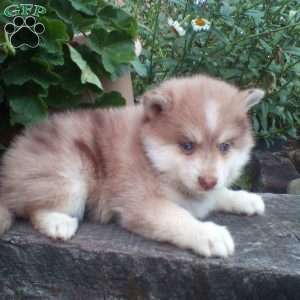 Conner, Pomsky Puppy