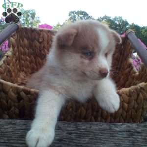 Charley, Pomsky Puppy