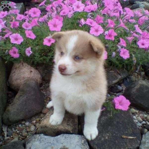 Charley, Pomsky Puppy