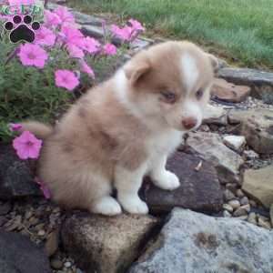 Charley, Pomsky Puppy
