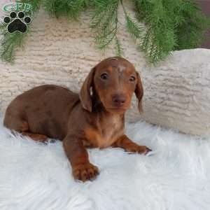 Cocoa, Dachshund Puppy