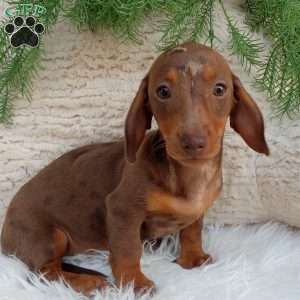 Cocoa, Dachshund Puppy
