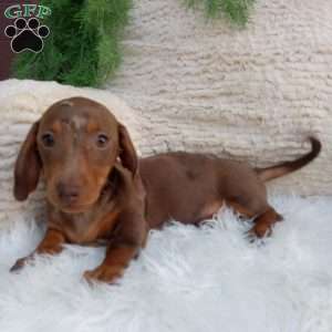 Cocoa, Dachshund Puppy