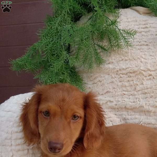 Benson, Dachshund Puppy