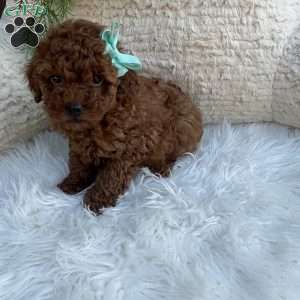 Waylon, Miniature Poodle Puppy
