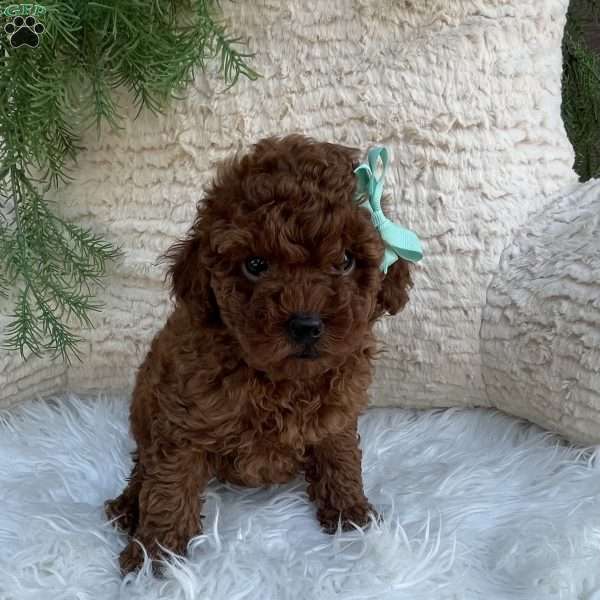 Waylon, Miniature Poodle Puppy