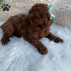 Waylon, Miniature Poodle Puppy