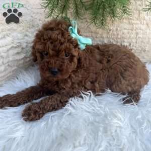 Waylon, Miniature Poodle Puppy