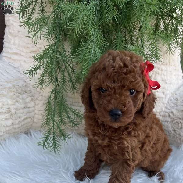 Luca, Miniature Poodle Puppy