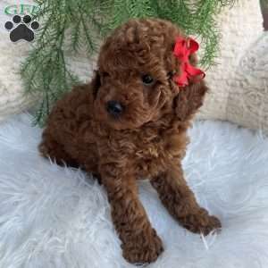 Luca, Miniature Poodle Puppy