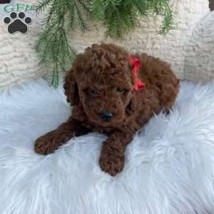 Luca, Miniature Poodle Puppy