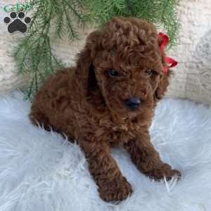 Luca, Miniature Poodle Puppy