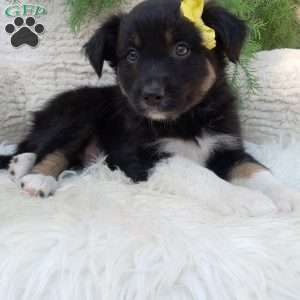 Asher, Australian Shepherd Puppy