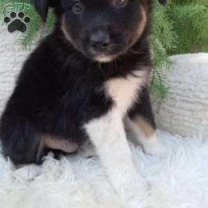 Asher, Australian Shepherd Puppy