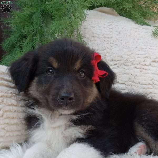 Archie, Australian Shepherd Puppy