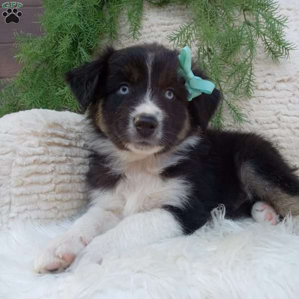 Bandit, Australian Shepherd Puppy