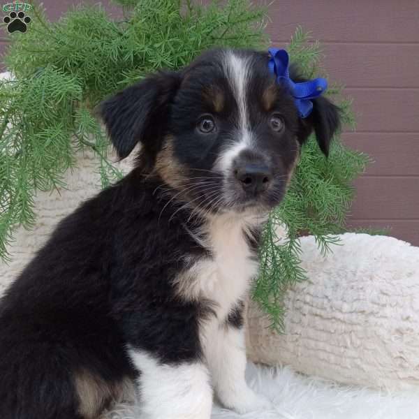 Hudson, Australian Shepherd Puppy