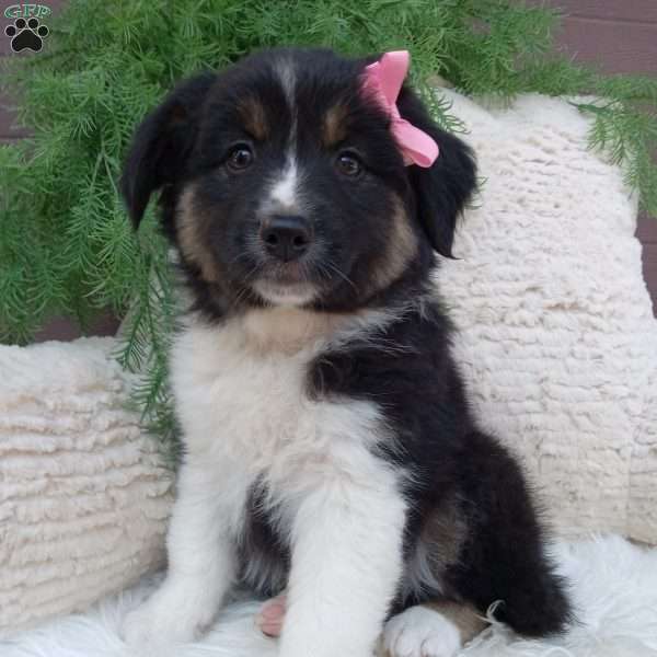 Bella, Australian Shepherd Puppy